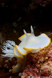 Ardeadoris egretta. Picture taken in Moalboal, Cebu. by Anouk Houben 